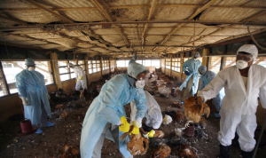 الهند تعلن عن أول وفاة بإنفلونزا الطيور