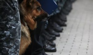 مهرجان “كان”.. استخدام الكلاب البوليسية للكشف عن كورونا