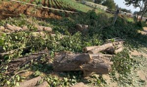 قطع أشجار معمّرة في قب الياس… قوى الأمن بالمرصاد!