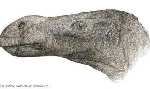 اكتشاف نوع جديد من الديناصورات “ذات الأنف الكبير”