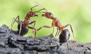 لا شيخوخة بعد اليوم… نمل يعيد مرونة المخ!
