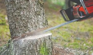 توقيف 3 أشخاص لقطعهم أشجار معمّرة في بعلبك