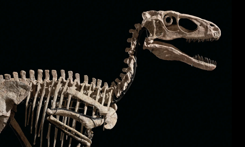 بيع هيكل عظمي للديناصور “المرعب” بمبلغ فلكي