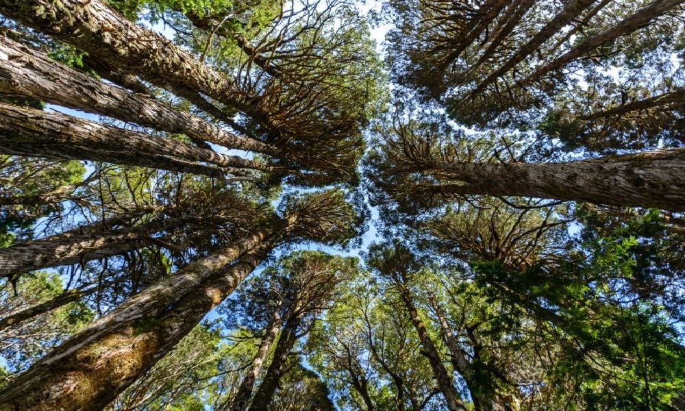 تشيلي قد تكون موطناً لشجرة يزيد عمرها على 5 آلاف عام