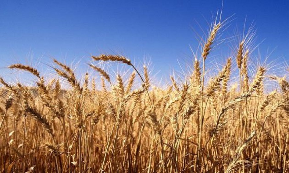 قرار لوزير الاقتصاد بشأن استيراد دقيق القمح
