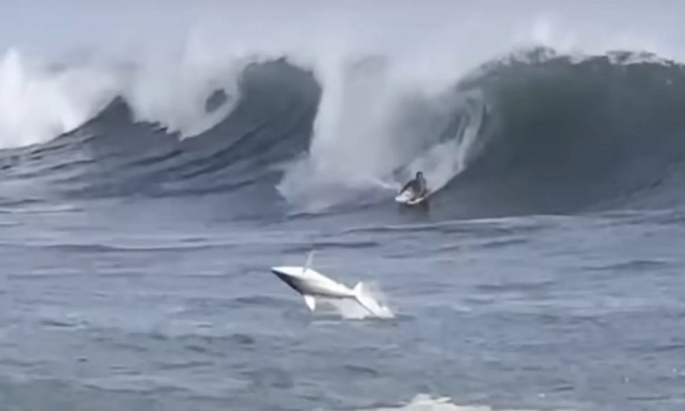 بالفيديو: سمكة قرش تفاجئ راكب أمواج في هاواي