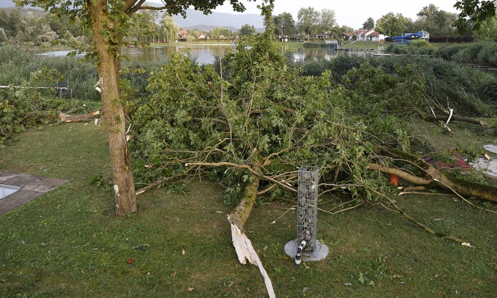 “الأشجار” تقتل 5 أشخاص في النمسا