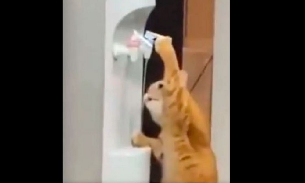 بالفيديو: قطة تتصرف مثل البشر