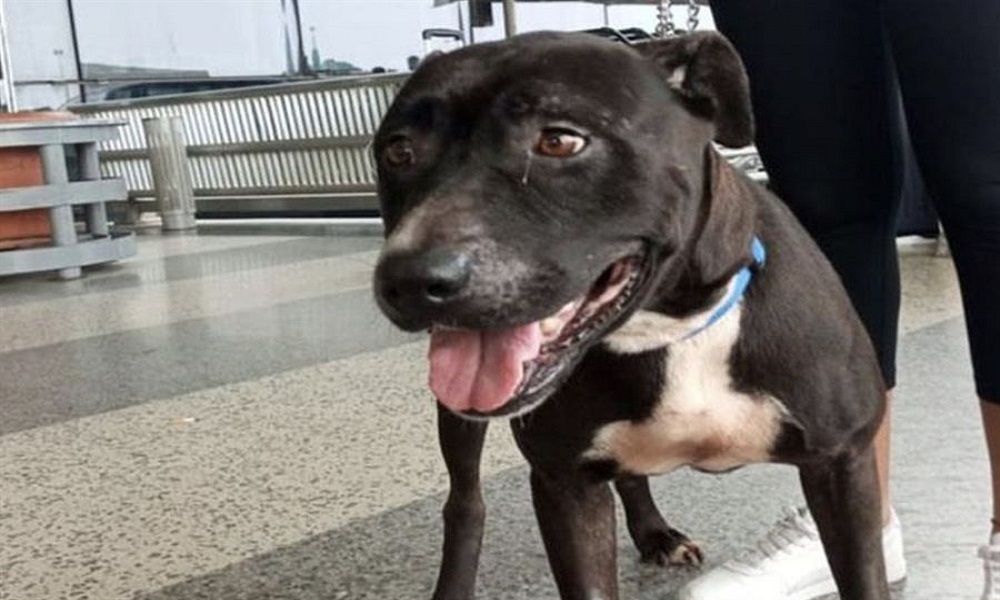 بالصور: اختفاء كلب بطريقة غامضة في مطار بيروت