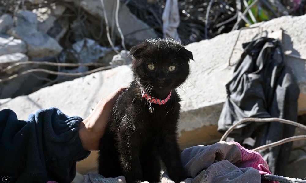 تركيا… إنقاذ القطة “أمل” بعد 178 ساعة تحت الأنقاض