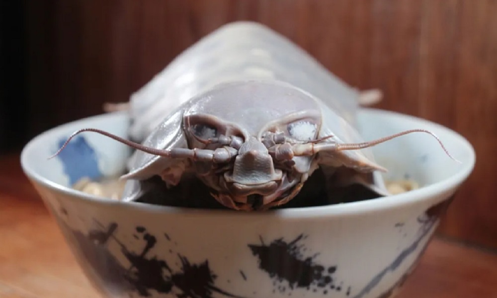 طبق بمخلوق غريب.. تجربة طعام “مخيفة” في تايوان