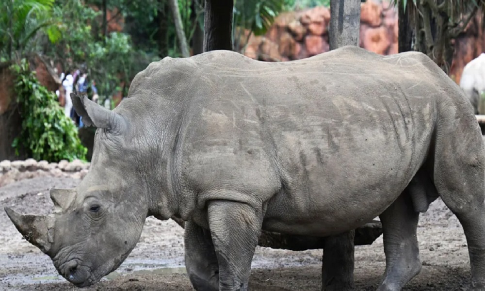 وحيد قرن يقتل حارسة ويصيب آخر في حديقة حيوانات