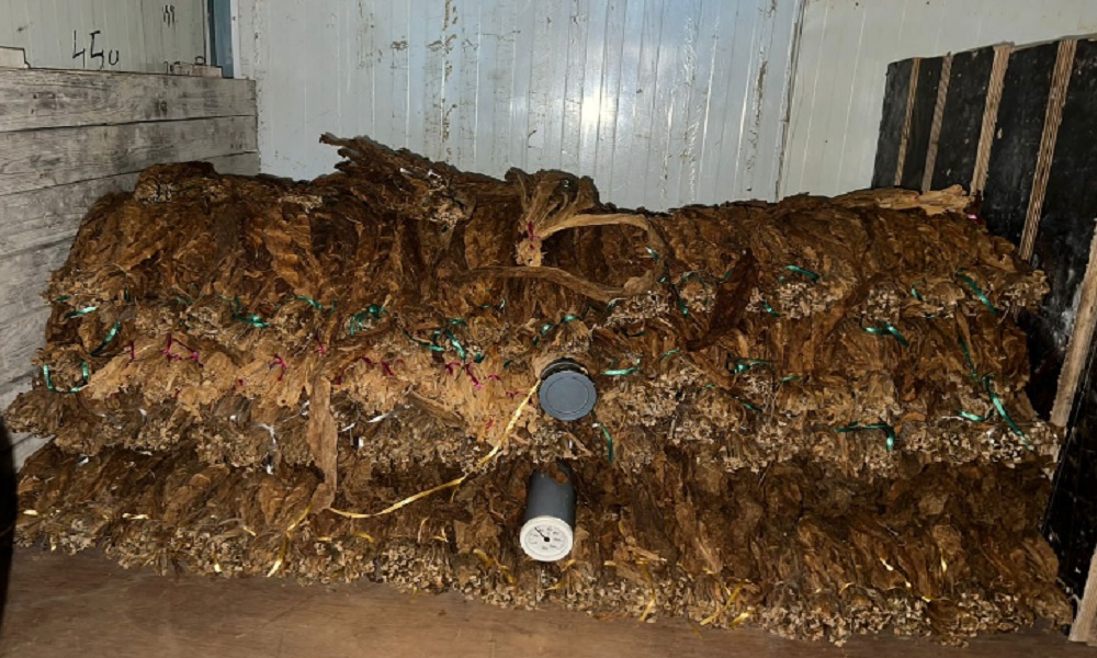 بالصور: أراض لزراعة أوراق السيجار في ذوق مصبح