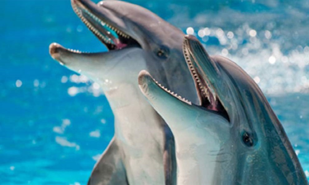 علماء يكتشفون قدرة غريبة لدى الدلافين