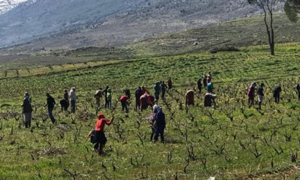 في لبنان: “غزوٌ” سوريّ من نوع آخر!