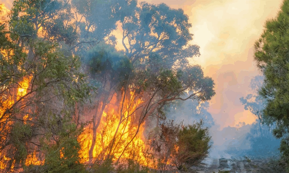 حرائق الغابات تجتاح ولاية أسترالية
