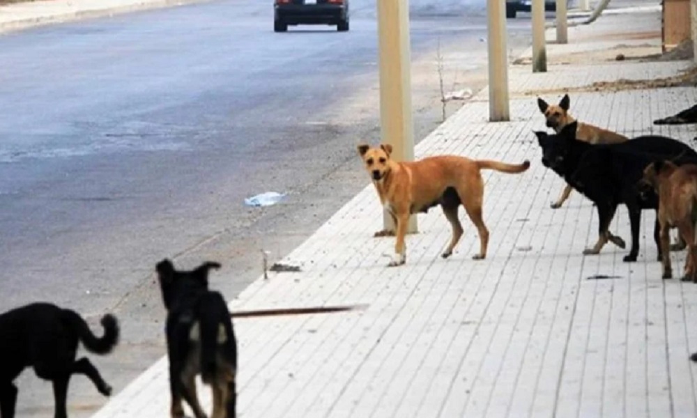 “كلاب الشوارع”… اللقاحات محدودة والمسؤوليات “شاردة”