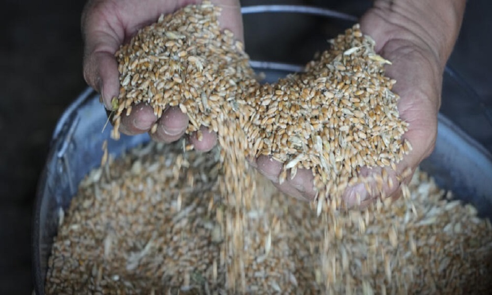 “القضاء الأعلى” ينهي الجدل حول شحنة القمح