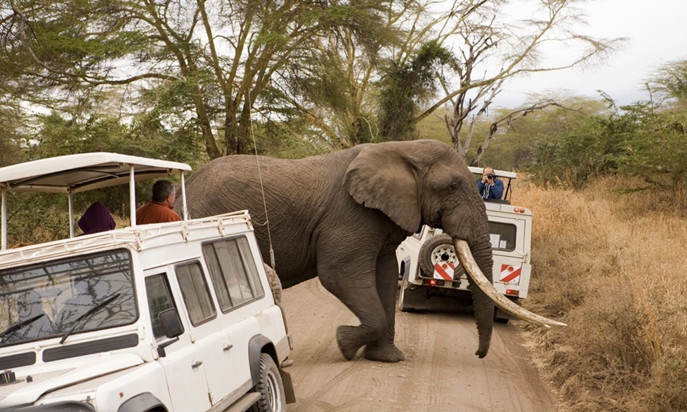 فيل غاضب يقتل سائحة في زامبيا!