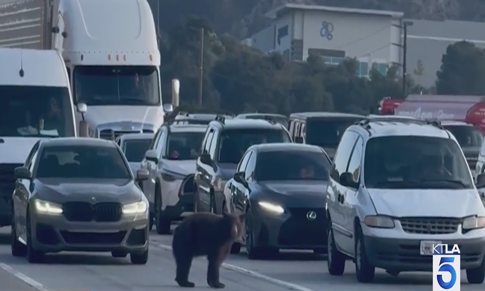 بالفيديو: دب على طريق سريع في كاليفورنيا!