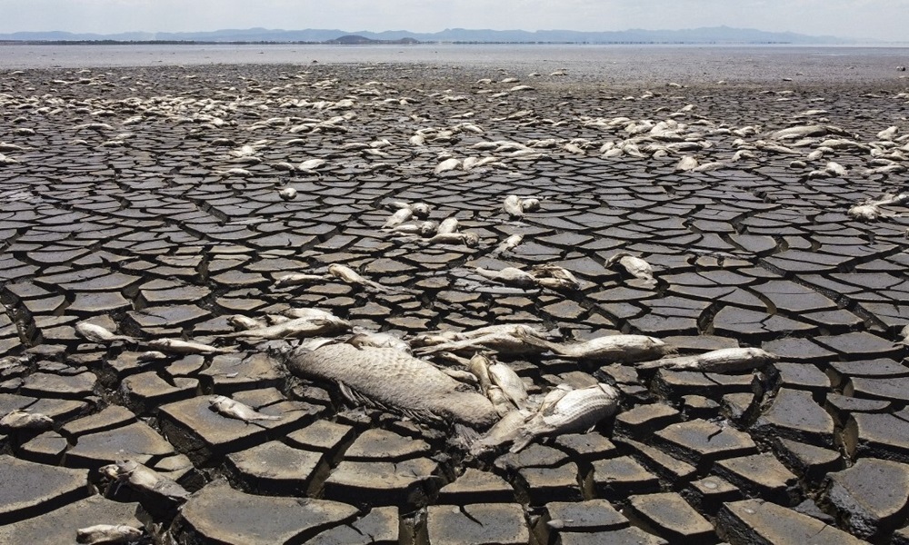 بالصور: الجفاف يقضي على آلاف الأسماك في المكسيك