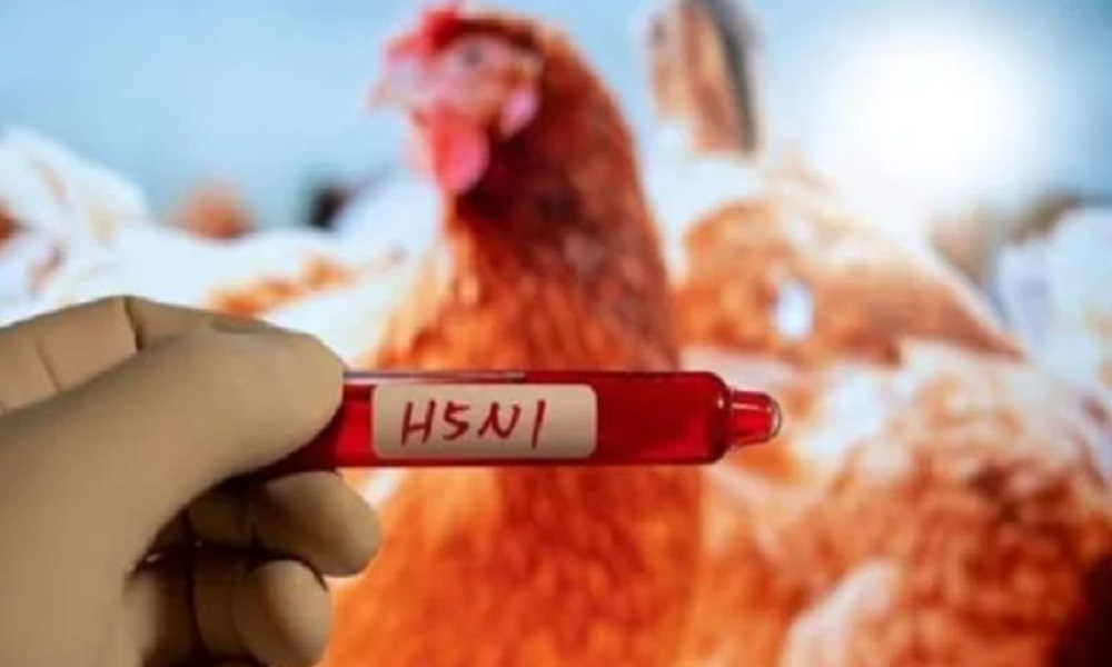 اكتشاف سلالة شديدة العدوى من إنفلونزا الطيور في أستراليا