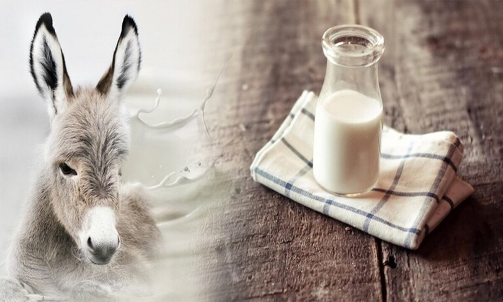 خصائص غير شائعة لحليب الحمير