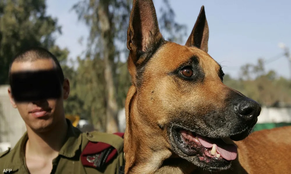 مصيدة “الكلب المفخخ”.. هكذا تستدرج حماس الجنود الإسرائيليين