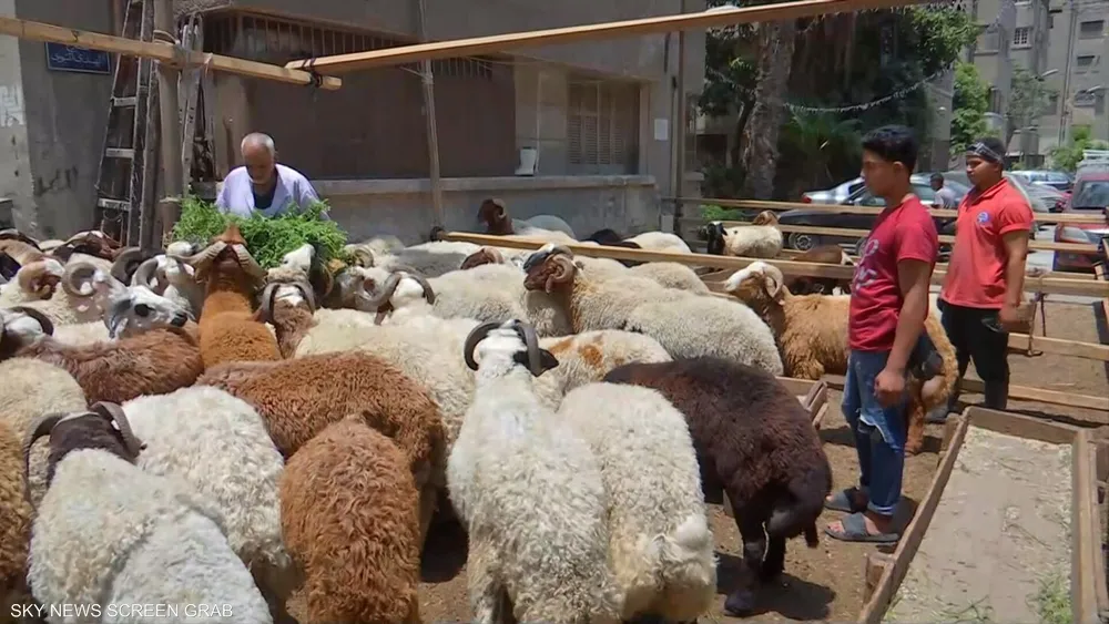 القاهرة تفرض غرامات على ذبح الأضاحي في الشوارع