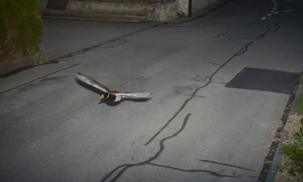 رادار يرصد مخالفة سرعة لبطة!