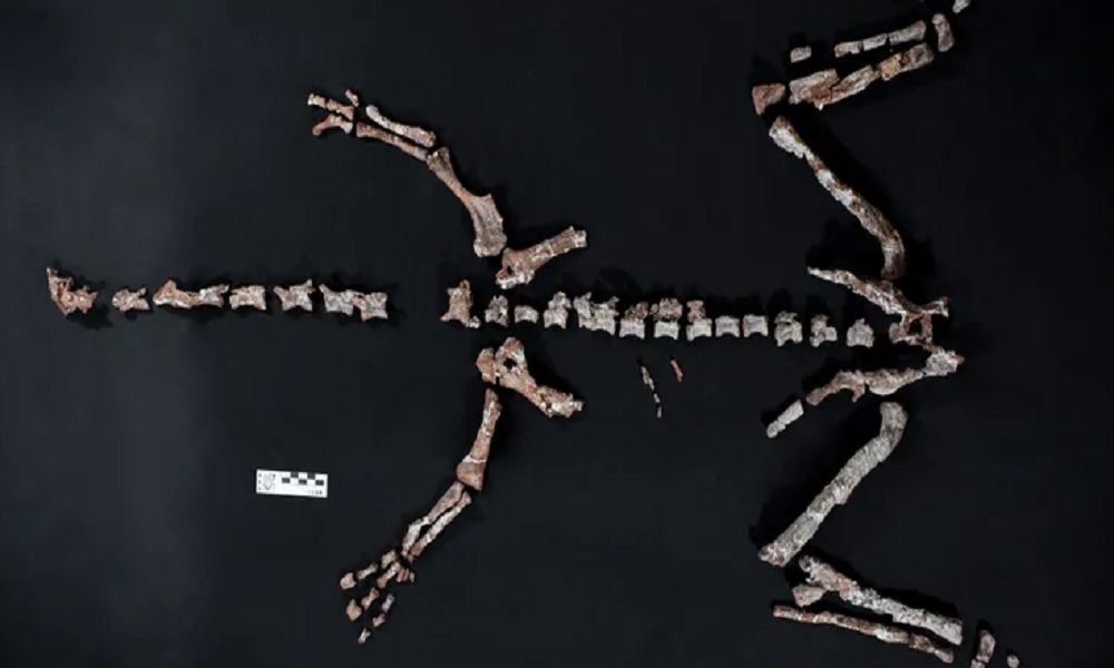 اكتشاف بقايا أحد أقدم الديناصورات في العالم