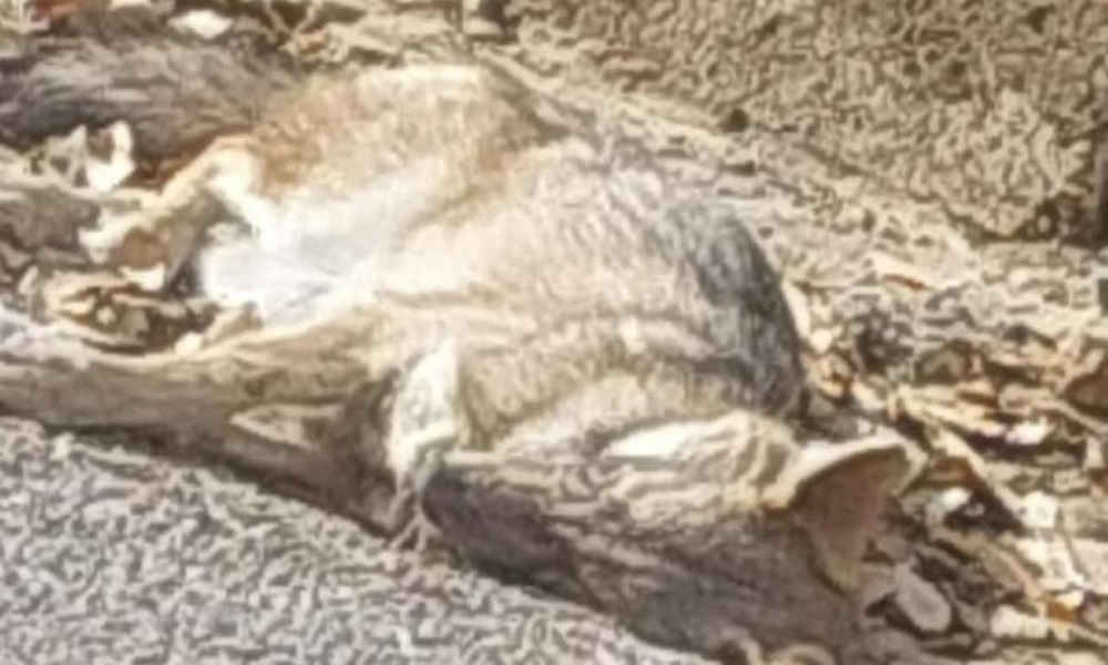 بلدية ضهر الصوان: مرض غامض يصيب حيوانات المنطقة