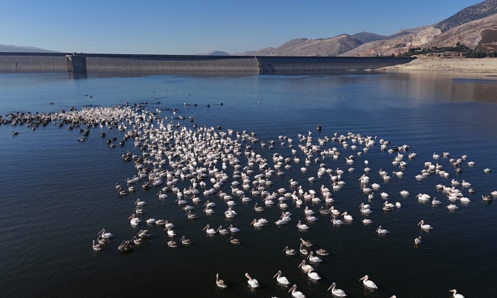 عودة الطيور المهاجرة إلى بحيرة القرعون