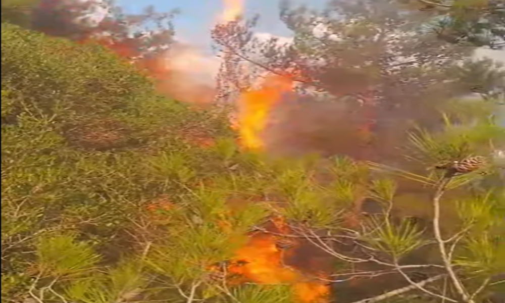 بالفيديو- حريق في أحراج دبعل في الضنية