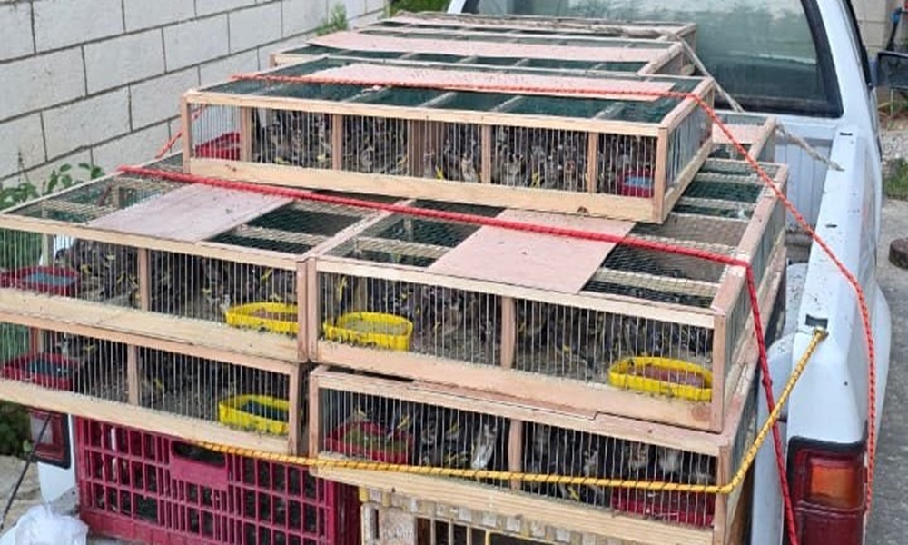 “الزراعة”: مصادرة طيور حسّون كانت معدّة للتهريب