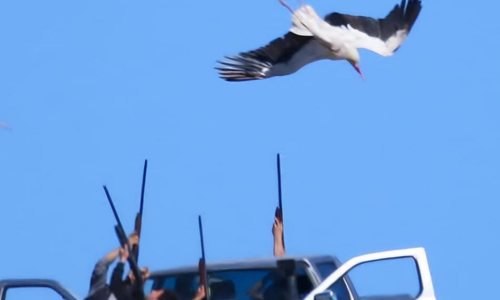 “الداخلية”: لضرورة تطبيق قرار منع الصيد البري