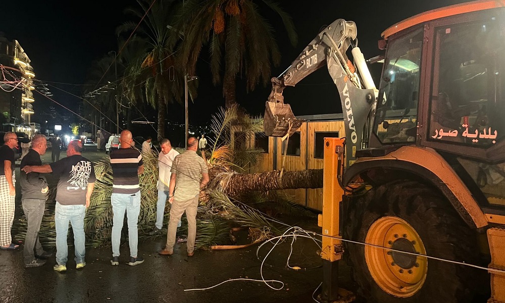 الرياح تتسبب بسقوط شجرة في صور! (فيديو)