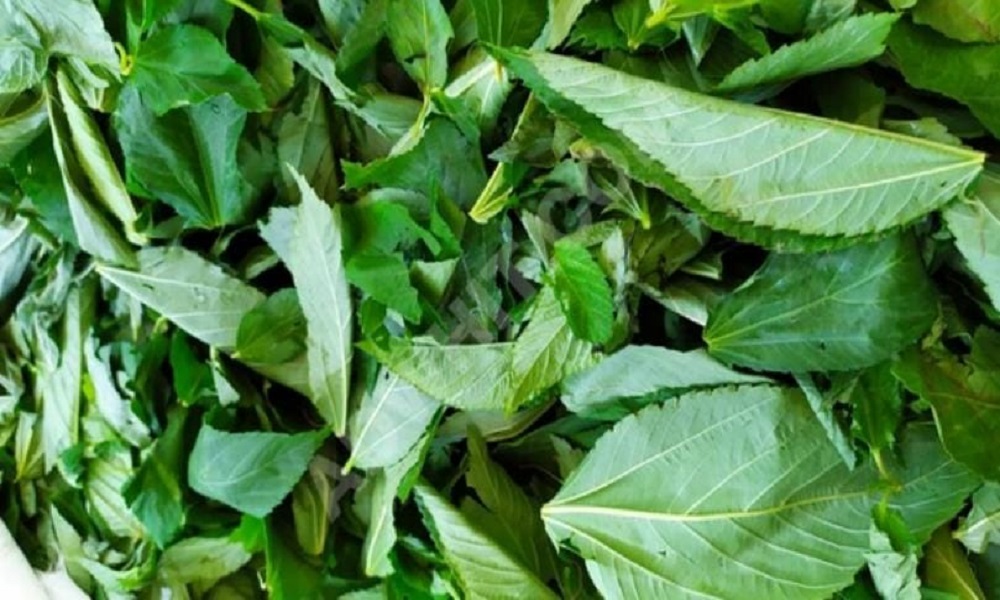 ضبط 27 طنًا من الملوخية اليابسة في جنوب لبنان