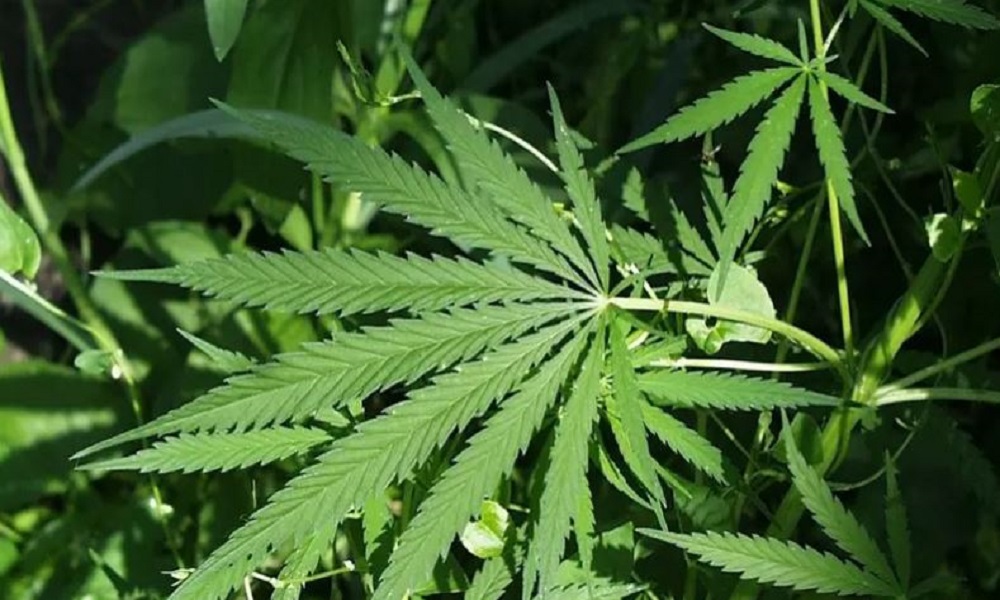 ضبط مستودع كبير للماريغوانا في بعلبك!