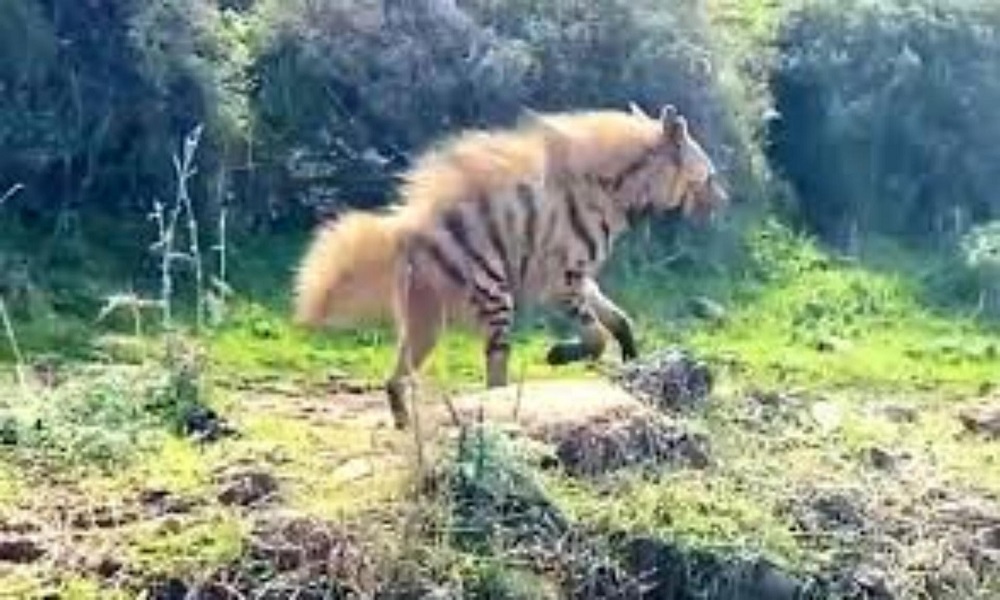 حيوان مهدد بالانقراض في لبنان!