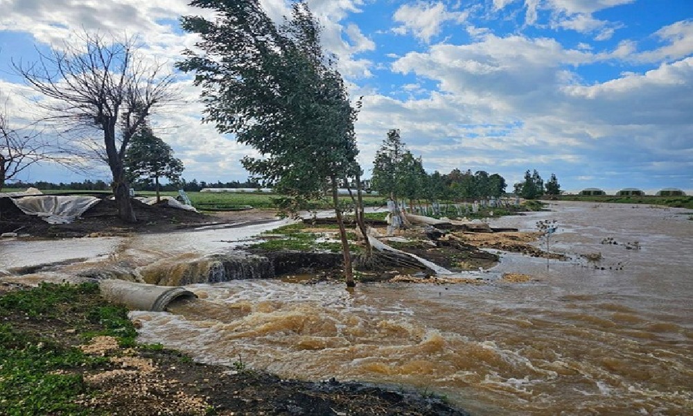 المزارعون بين فرحة الأمطار ومخاوف الصقيع والعواصف