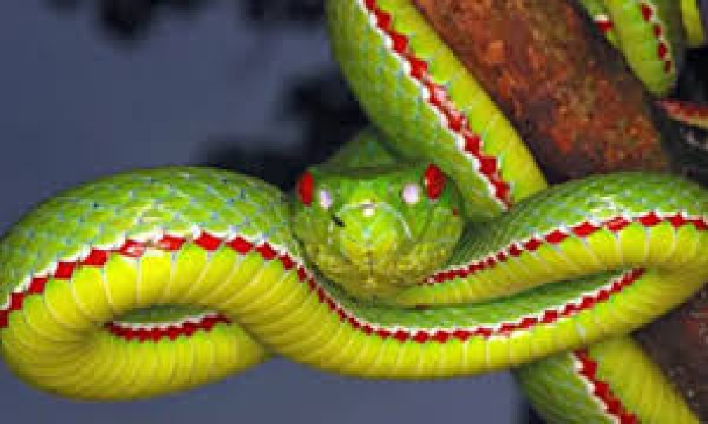 مغنية فوق أفعى عملاقة بطول 30 مترًا!