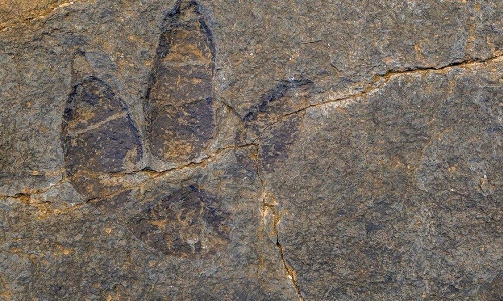 اكتشاف آثار ديناصورات في جنوب إفريقيا