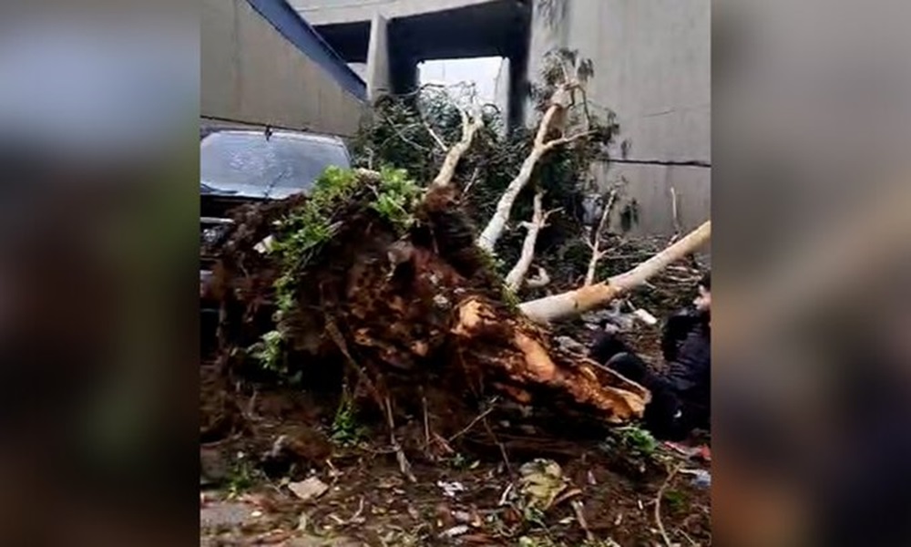 بالفيديو: سقوط شجرة ضخمة على شاب!