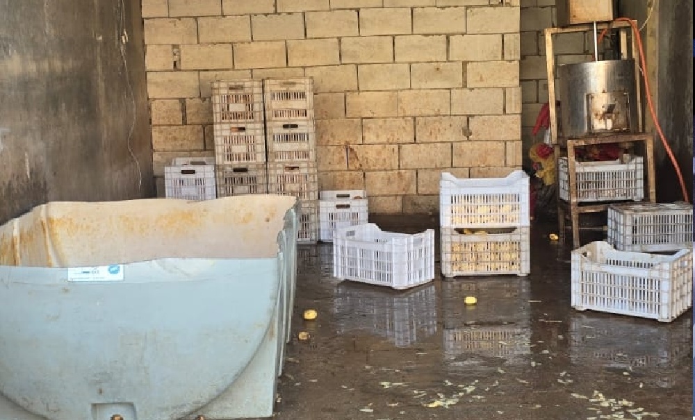 ضبط أكثر من 20 طنًا من الثوم الفاسد في البقاع!