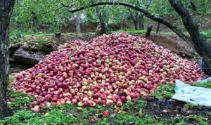 إنتاج التفاح تراجع 40% لموسم العام 2015