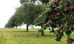 توزيع 5 آلاف شجرة تفاح مؤصلة في عكار
