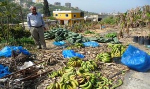 BananaAgriculture