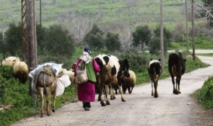 المزارعون اللبنانيون: لدعم الأعلاف والمعدات…وتخفيض كلفة الفحص البيطري التي وصلت الى 100 دولار!