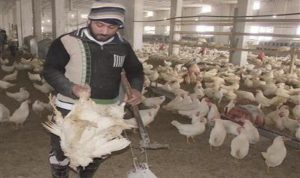 السيطرة على إنفلونزا الطيور H5 الخطير في محيط النبي شيت